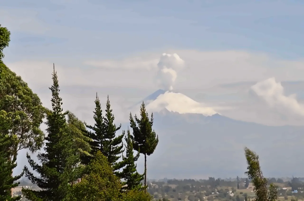 Il Cotopaxi innevato con un pennacchio di vapore, tra i pini