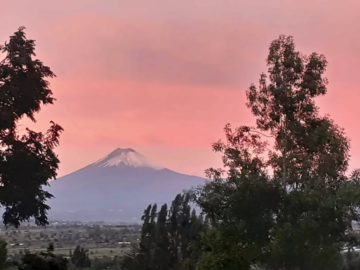 Il vulcano Cotopaxi innevato al tramonto, tra gli alberi