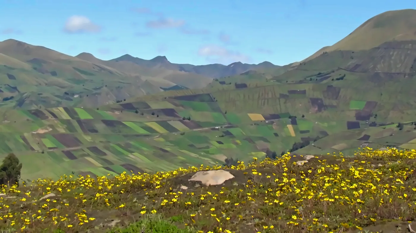 Prato di fiori gialli davanti a una valle di campi coltivati